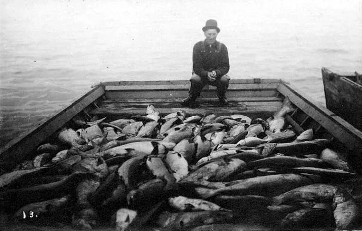Salmon fisher circa 1900 historical photo