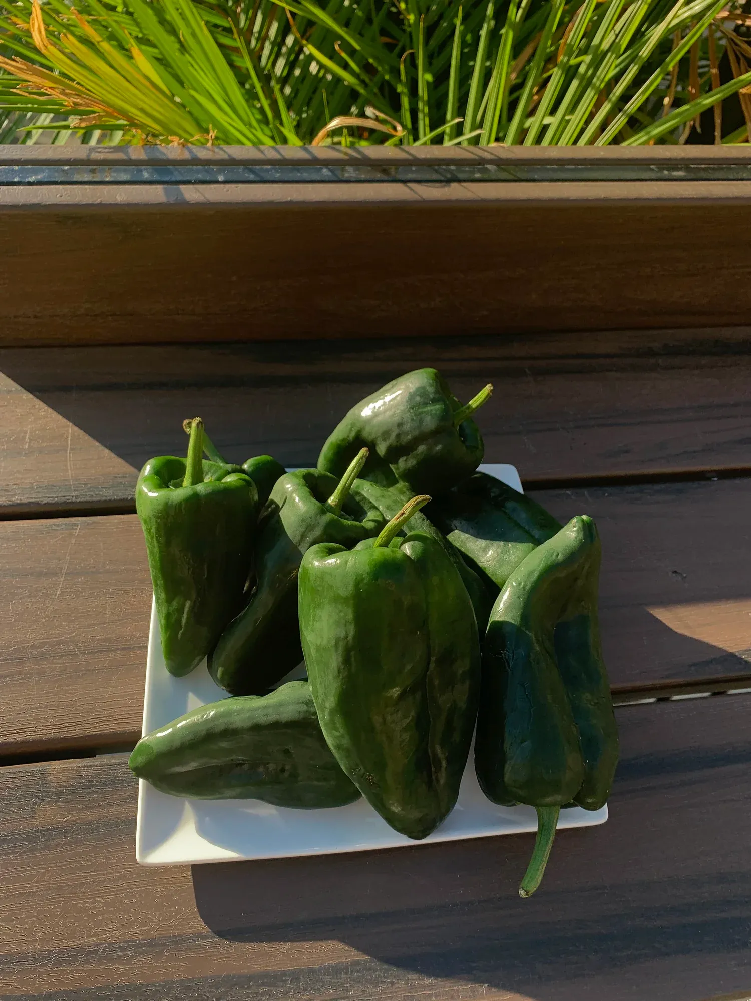 Emerald green poblano peppers.