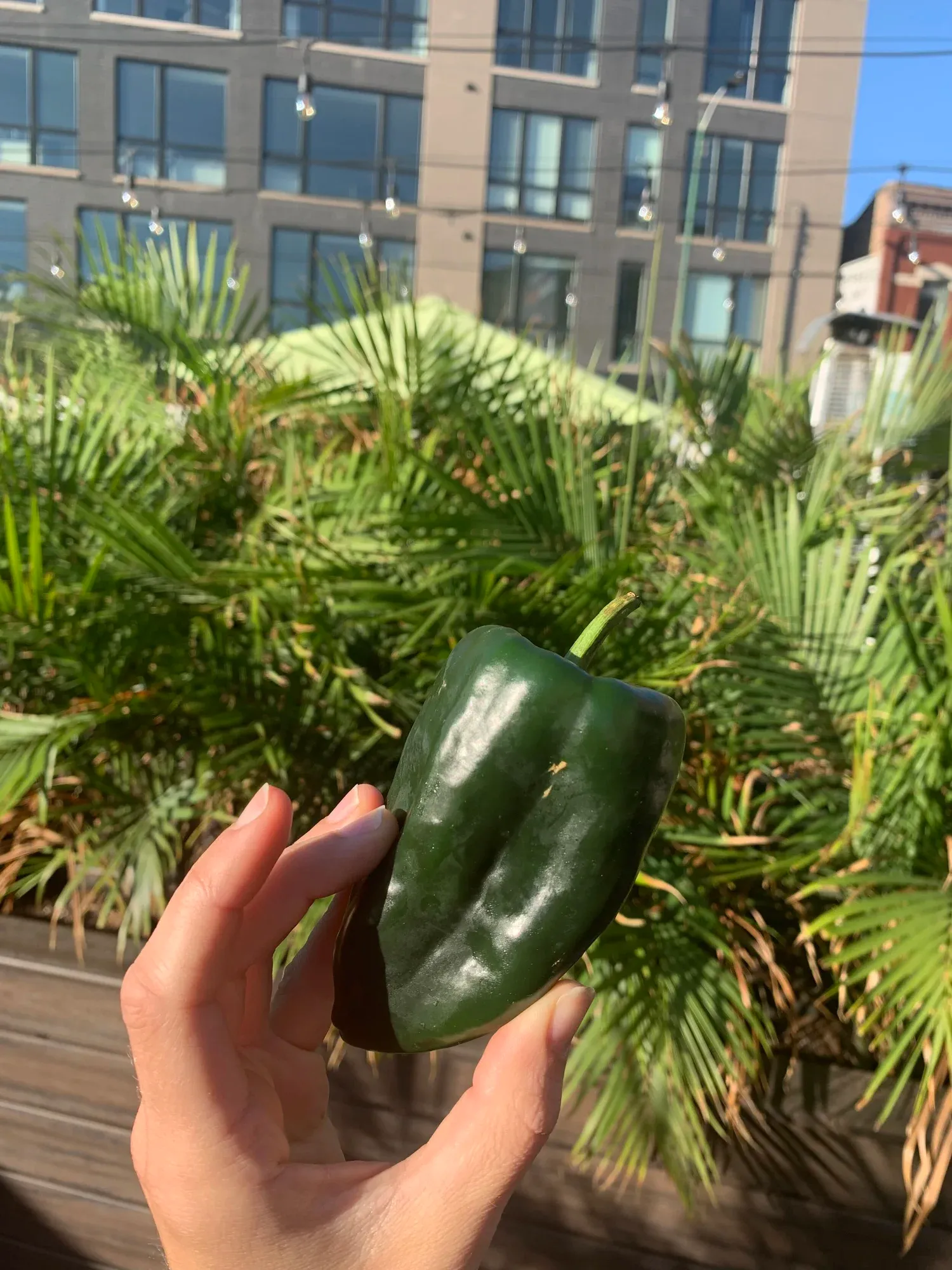 Poblano peppers growing on a patio