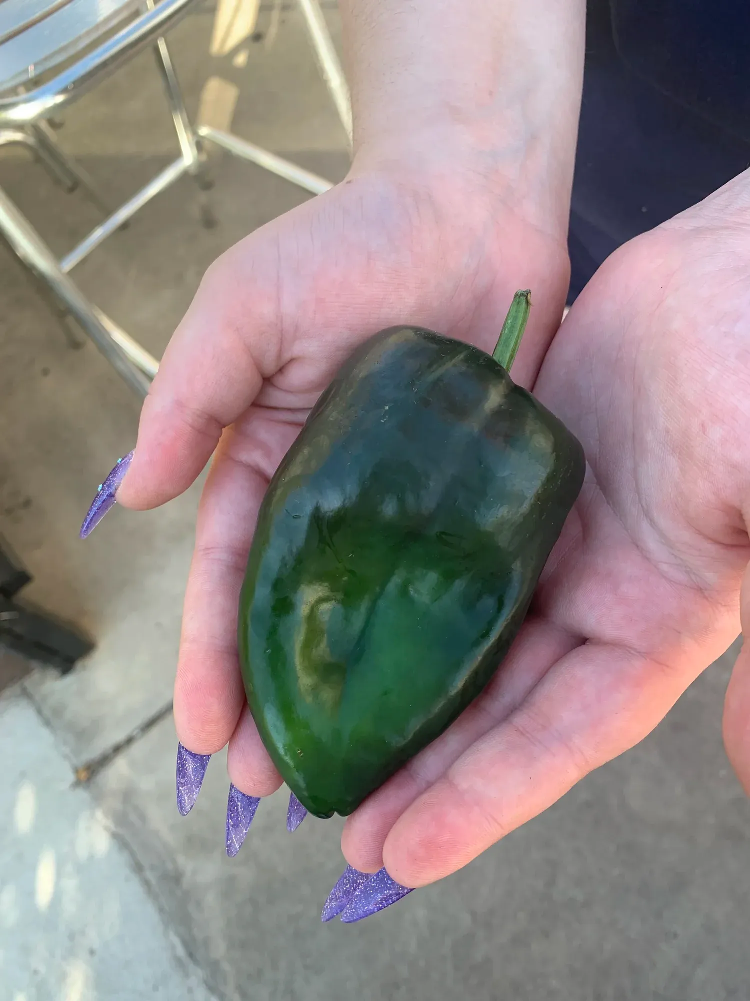 Hands holding a fresh poblano pepper