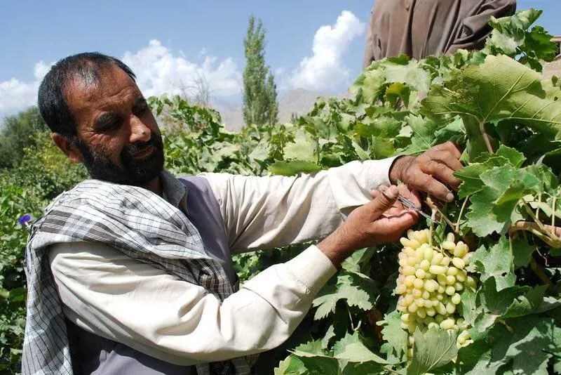 Workers harvesting grapes for raisins in Afghanistan
