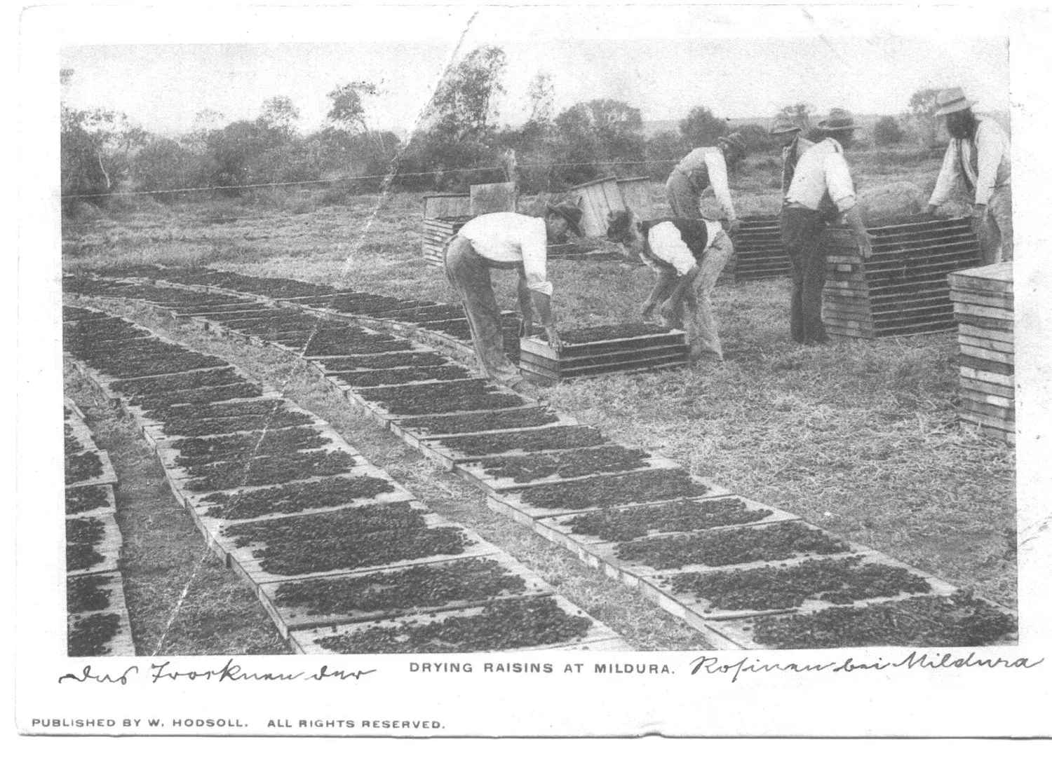 Raisins drying in the sun in Mildura, Australia