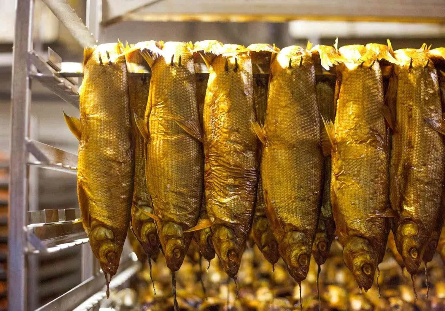Whole whitefish coming out of a smoker