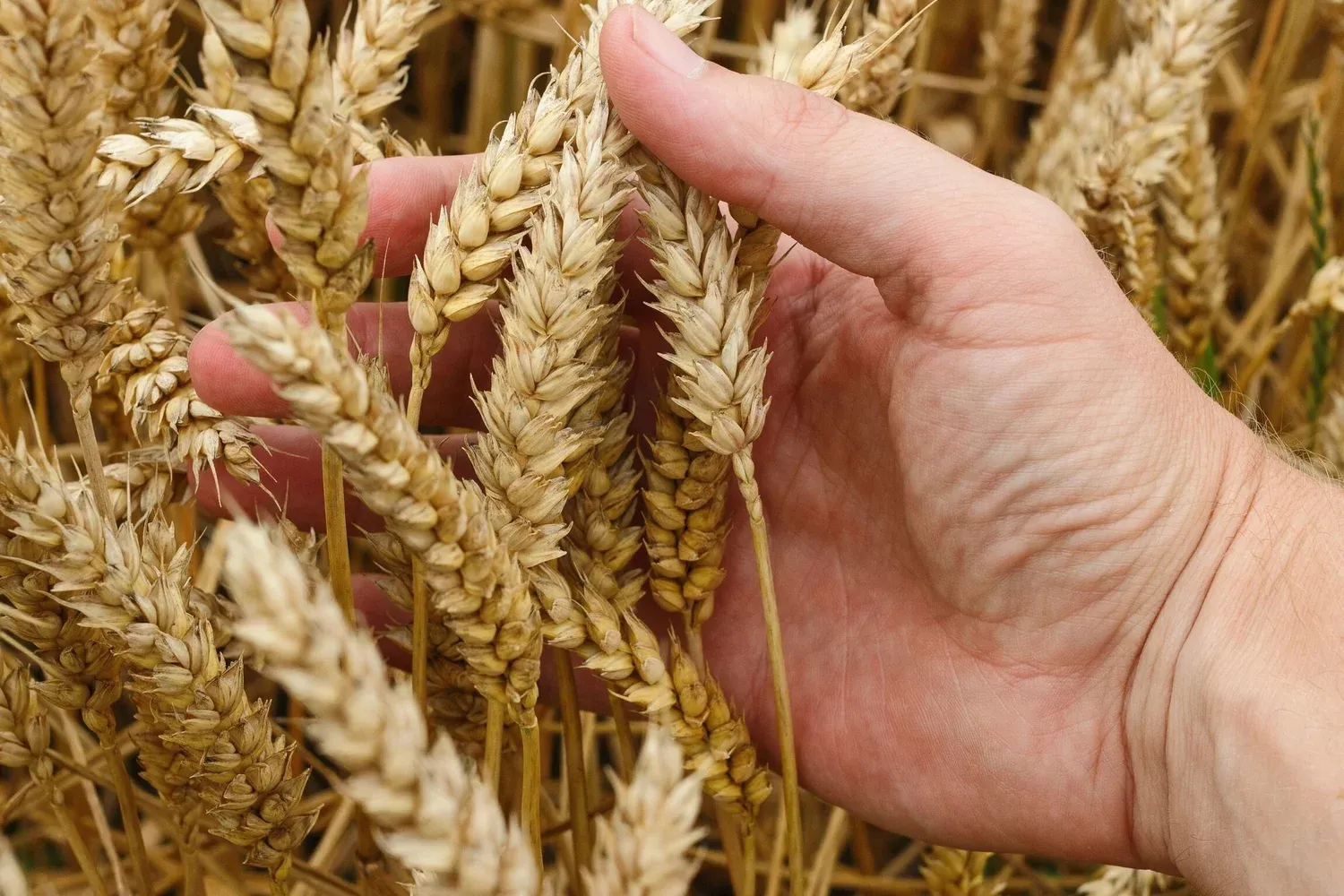 Hand touching wheat stalks in a field