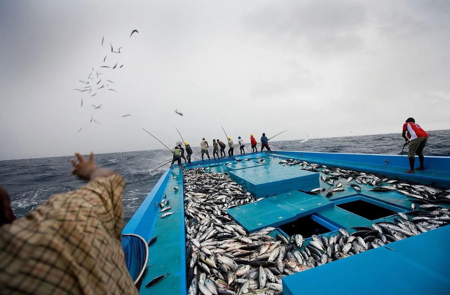 Commercial tuna fishing at sea