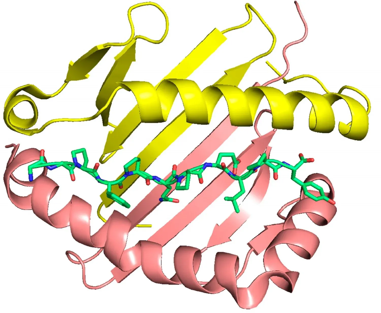 3D rendering of gliadin, a gluten protein