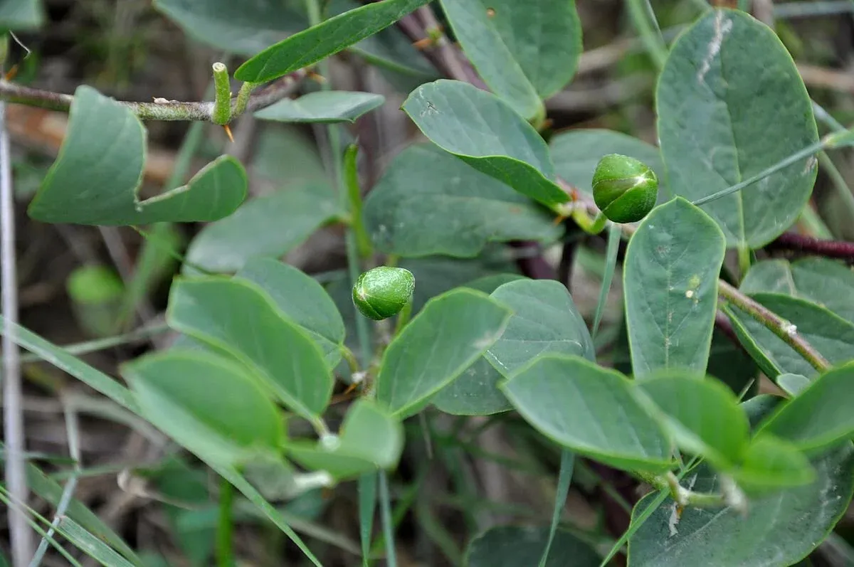 Caper buds growing on a bush