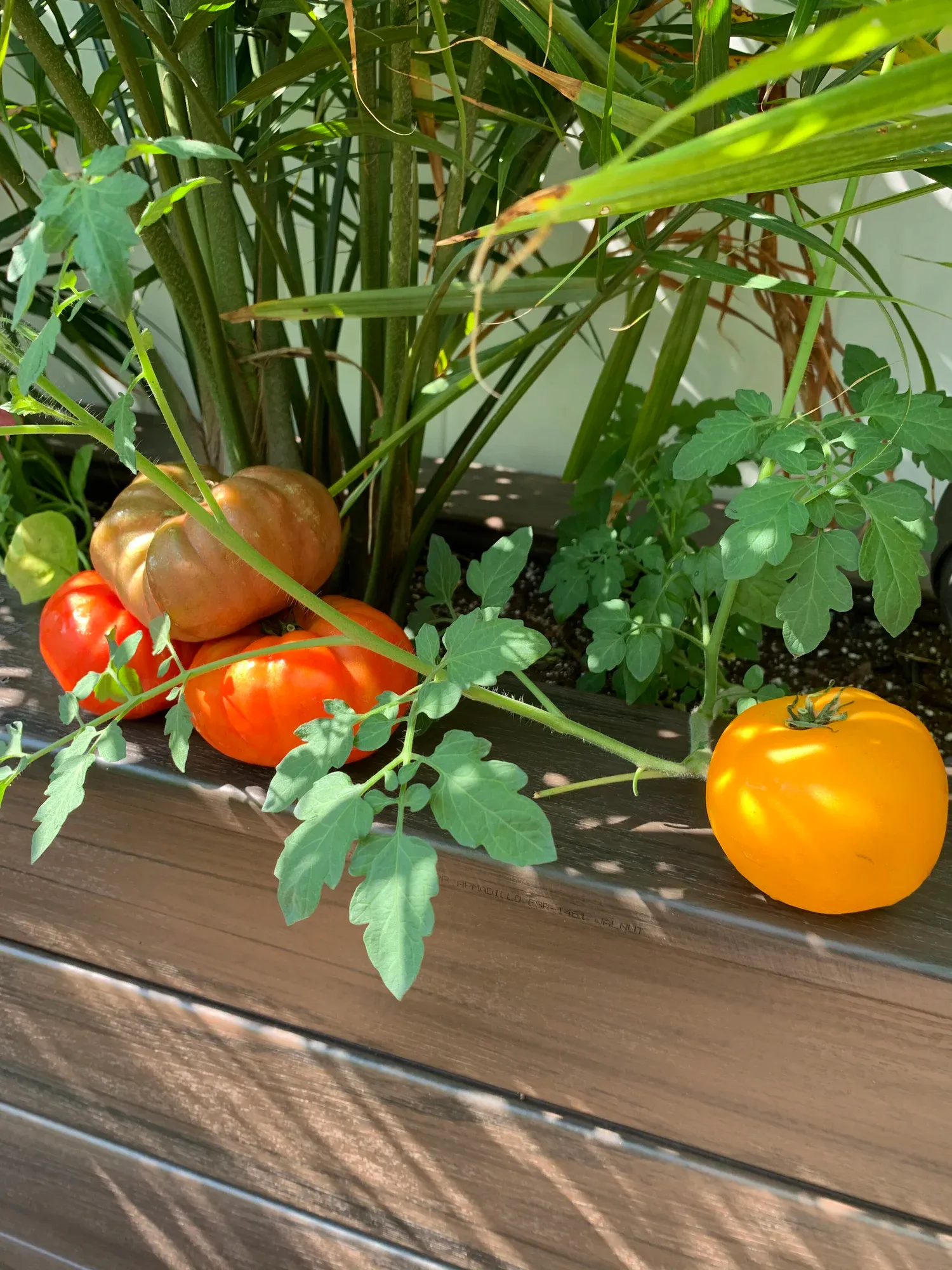 Freshly picked multicolored tomatoes