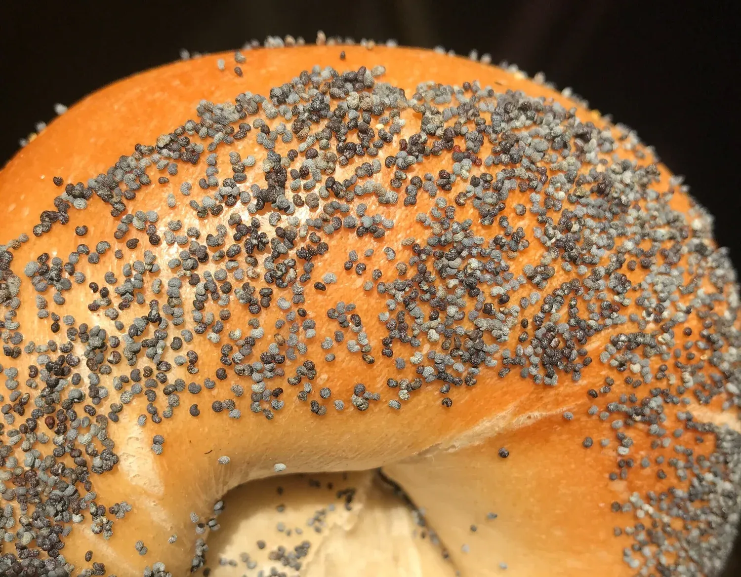 Poppy seed bagels close-up