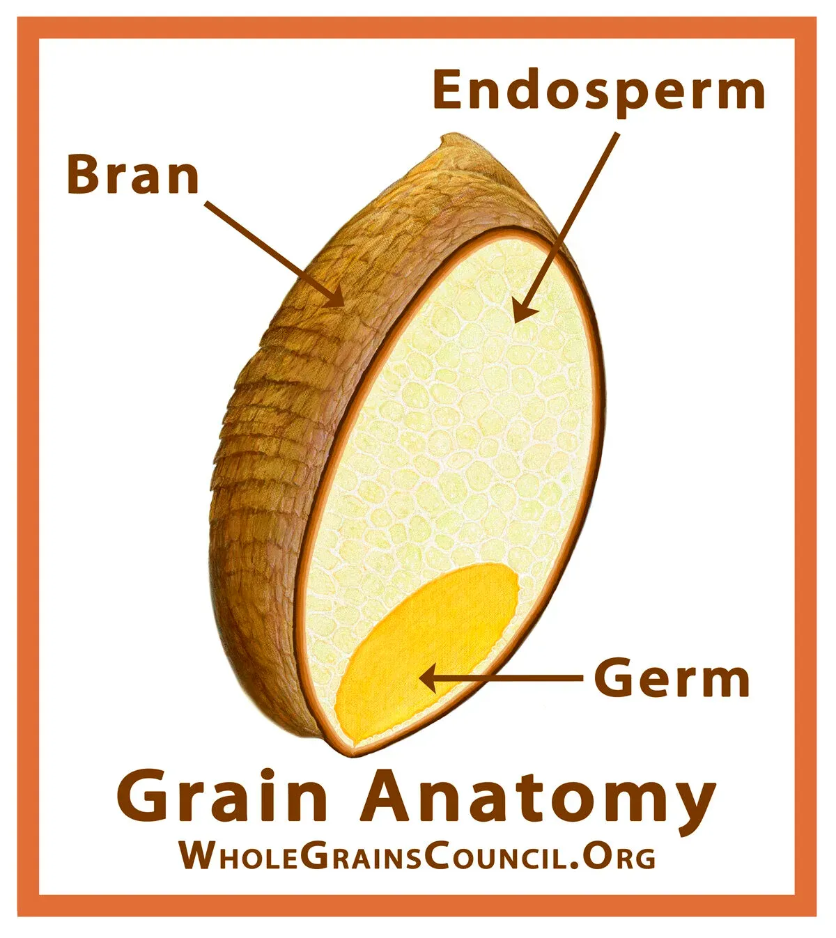 Diagram showing parts of a whole grain