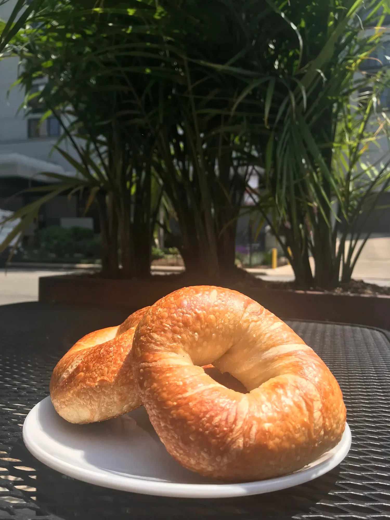 Fresh plain bagels from Gotham Bagels