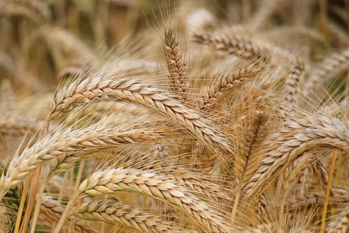 Wheat berries growing in a field